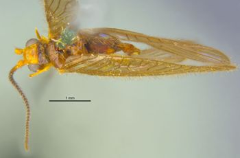 Media type: image;   Entomology 11918 Aspect: habitus dorsal view